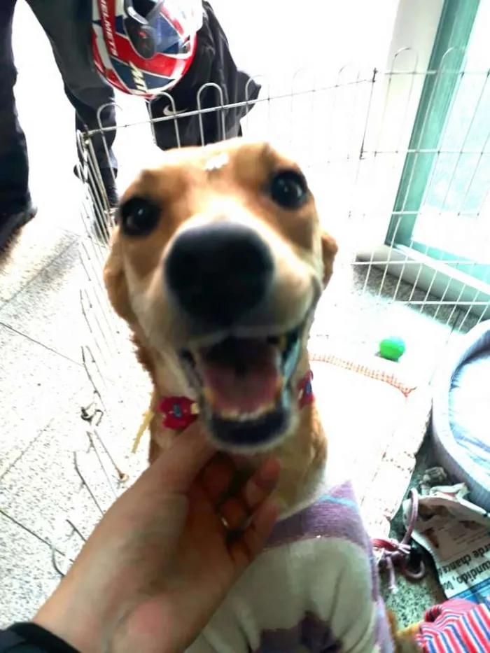 Cachorro ra a Sem raça definida idade 7 a 11 meses nome Clara