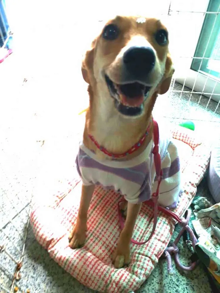 Cachorro ra a Sem raça definida idade 7 a 11 meses nome Clara
