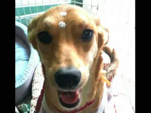 Cachorro raça Sem raça definida idade 7 a 11 meses nome Clara