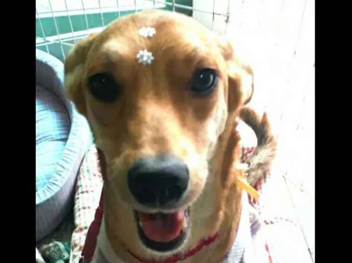 Cachorro ra a Sem raça definida idade 7 a 11 meses nome Clara