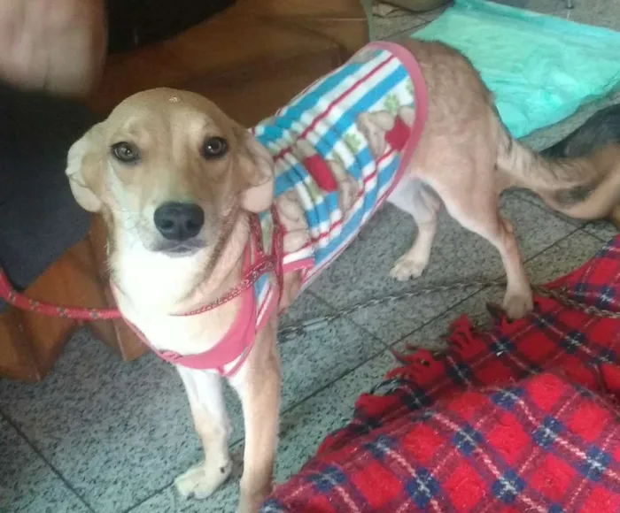 Cachorro ra a Sem raça definida idade 7 a 11 meses nome Clara