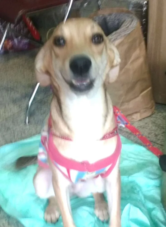 Cachorro ra a Sem raça definida idade 7 a 11 meses nome Clara