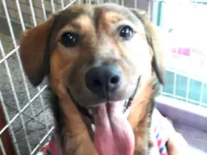 Cachorro raça Sem raça definida idade 7 a 11 meses nome Eddie