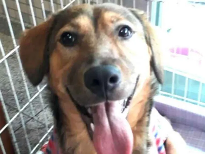Cachorro ra a Sem raça definida idade 7 a 11 meses nome Eddie