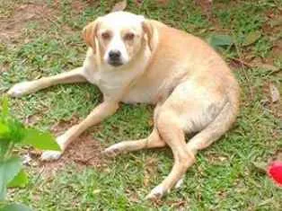 Cachorro ra a srd idade 1 ano nome Tetê 
