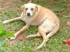 Cachorro raça srd idade 1 ano nome Tetê 