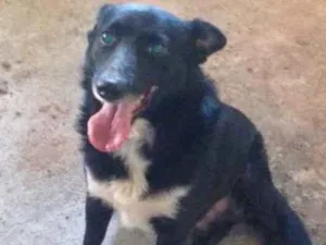 Cachorro raça Sem raça definida idade 2 anos nome José 