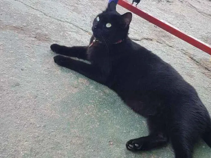 Gato raça SRD idade 1 ano nome Black