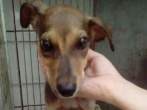 Cachorro raça Vira lata idade 2 a 6 meses nome Fred