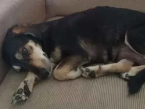 Cachorro raça Sem definição  idade Abaixo de 2 meses nome Filhotes