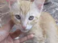 Simba