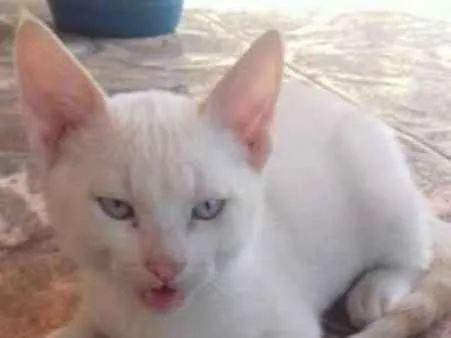 Gato ra a srd idade 2 a 6 meses nome Olaff