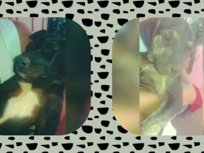 Cachorro raça Desconheço idade Abaixo de 2 meses nome S/nome