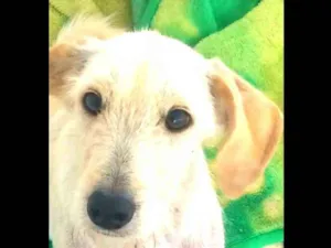 Cachorro raça  idade 1 ano nome Amora