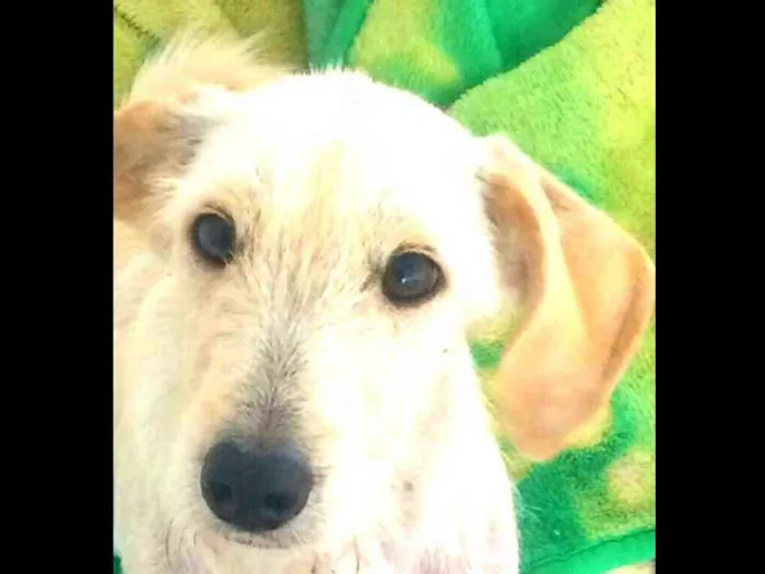 Cachorro ra a  idade 1 ano nome Amora