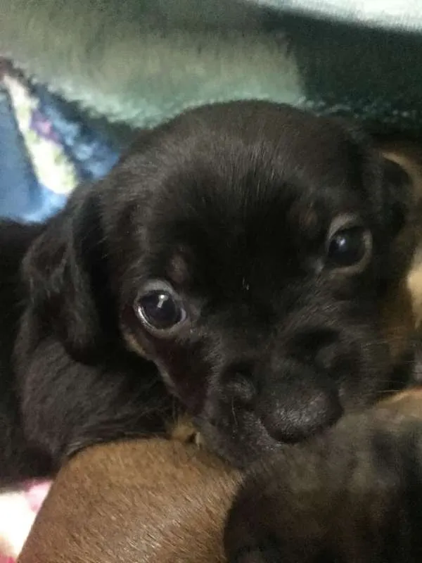 Cachorro ra a SRD idade Abaixo de 2 meses nome cusco