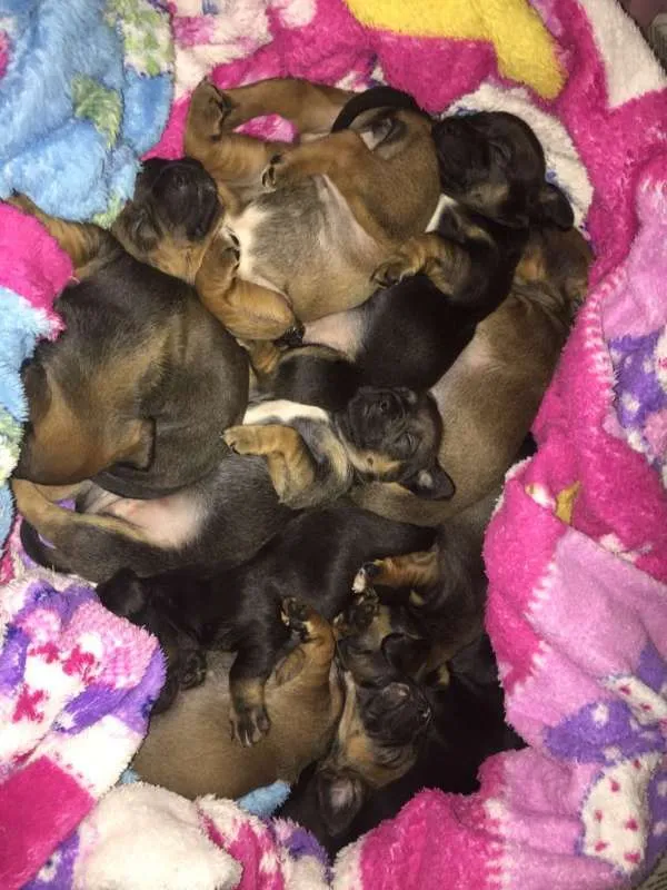 Cachorro ra a SRD idade Abaixo de 2 meses nome ninos