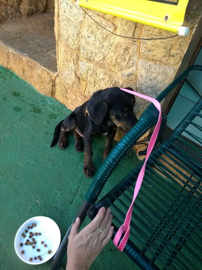 Cachorro ra a Indefinida idade 7 a 11 meses nome Não sei