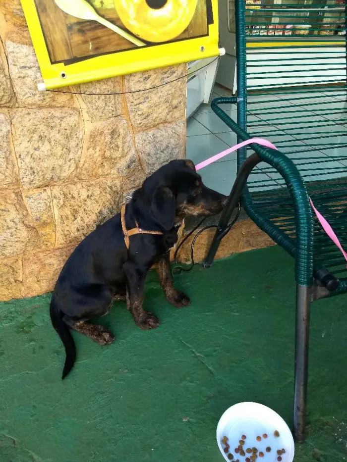 Cachorro ra a Indefinida idade 7 a 11 meses nome Não sei