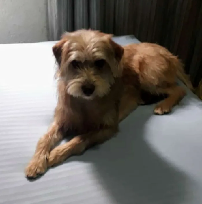 Cachorro ra a SRD idade 1 ano nome Nina