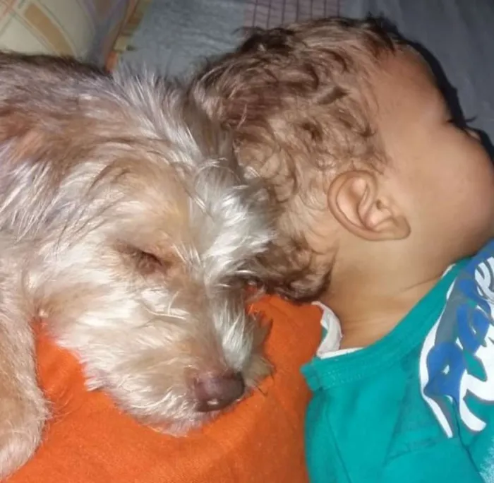 Cachorro ra a SRD idade 1 ano nome Nina