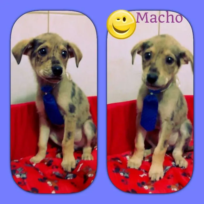 Cachorro ra a SRD idade 2 a 6 meses nome Luke