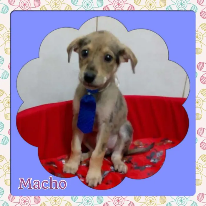 Cachorro ra a SRD idade 2 a 6 meses nome Luke