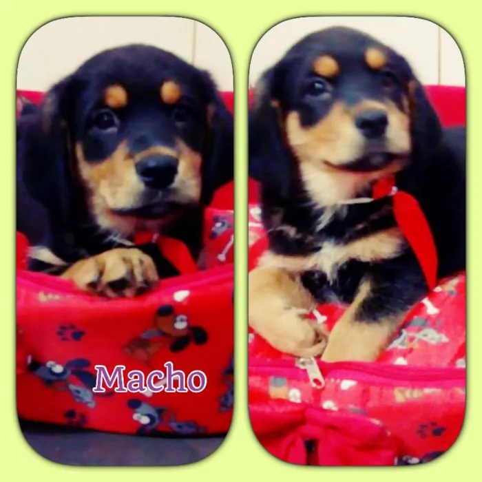 Cachorro ra a srd idade 2 a 6 meses nome Pompeu 