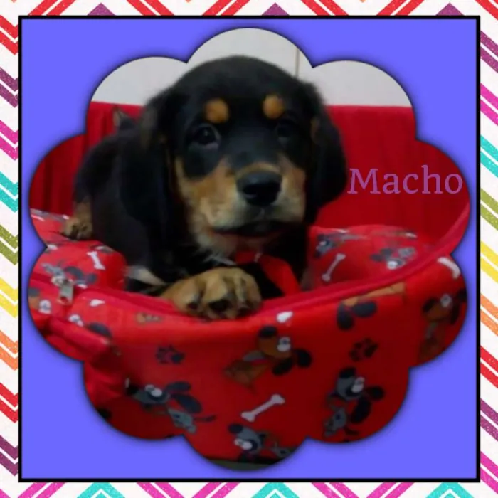 Cachorro ra a srd idade 2 a 6 meses nome Pompeu 