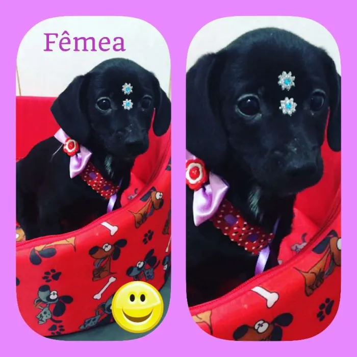 Cachorro ra a srd idade 2 a 6 meses nome Dara 