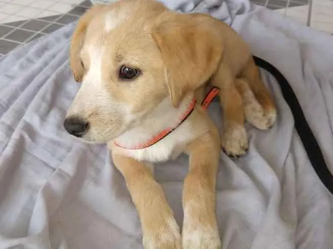 Cachorro ra a  idade 2 a 6 meses nome Filhotes  ( Camila )