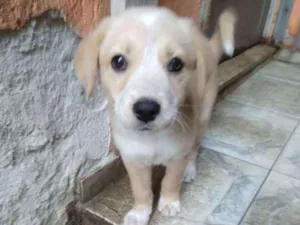 Cachorro raça  idade 2 a 6 meses nome Filhotes  ( Camila )