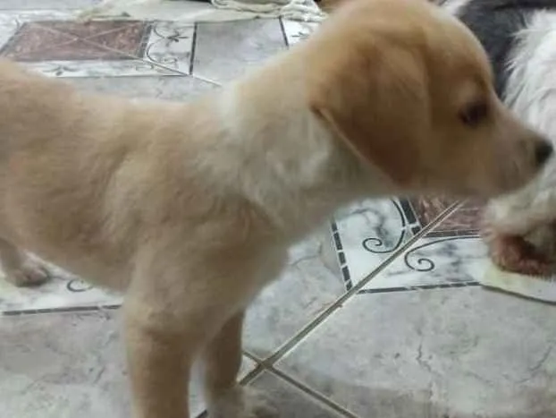 Cachorro ra a  idade 2 a 6 meses nome Filhotes  ( Camila )