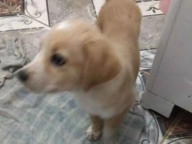 Cachorro ra a  idade 2 a 6 meses nome Filhotes  ( Camila )