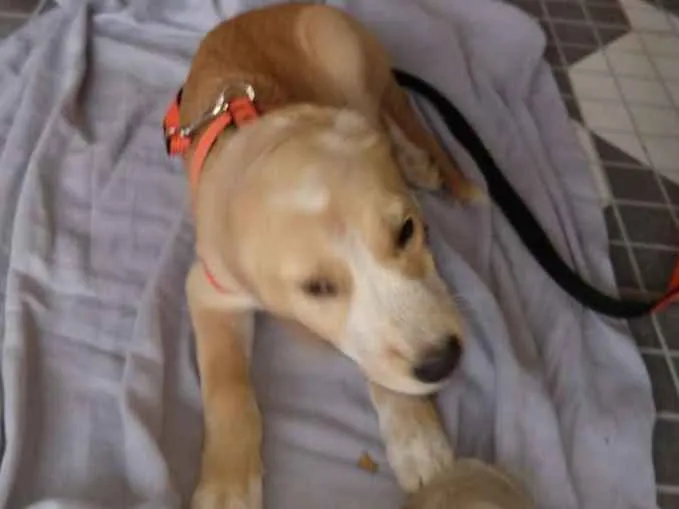 Cachorro ra a  idade 2 a 6 meses nome Filhotes  ( Camila )
