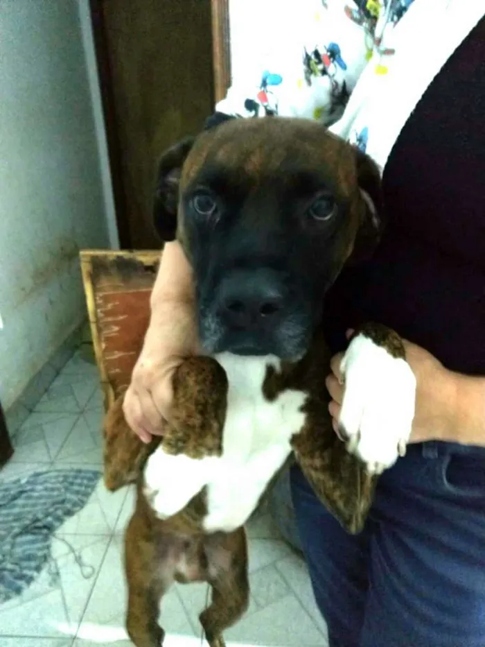 Cachorro ra a Boxer  idade 1 ano nome Sansão 