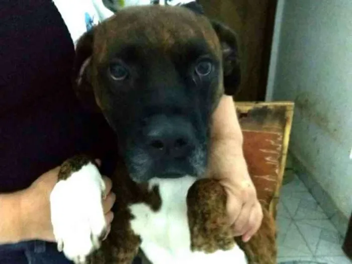 Cachorro ra a Boxer  idade 1 ano nome Sansão 