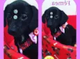 Dara 