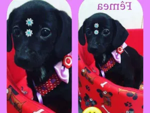 Cachorro raça srd idade 2 a 6 meses nome Dara 