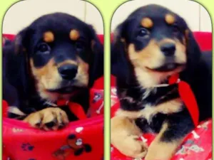 Cachorro raça srd idade 2 a 6 meses nome Pompeu 