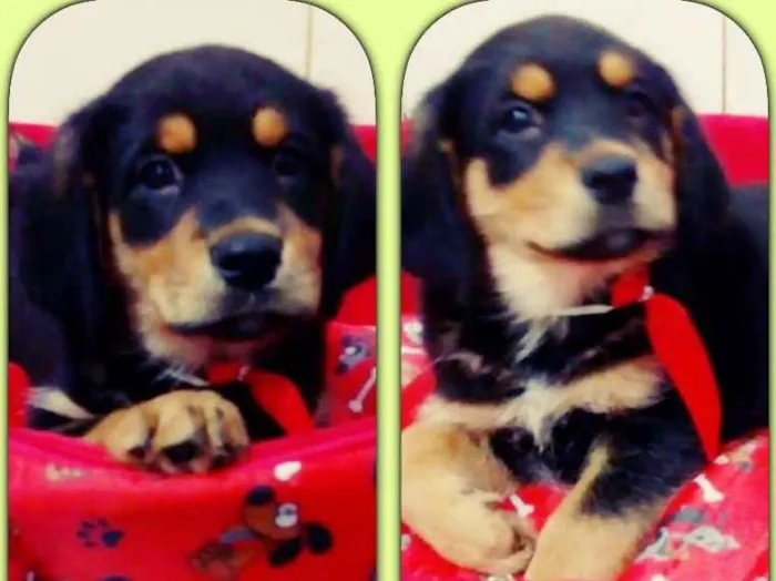 Cachorro ra a srd idade 2 a 6 meses nome Pompeu 