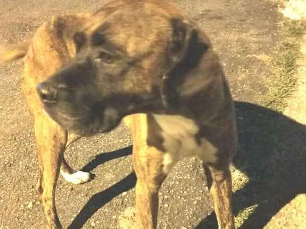 Cachorro ra a Boxer  idade 1 ano nome Sansão 