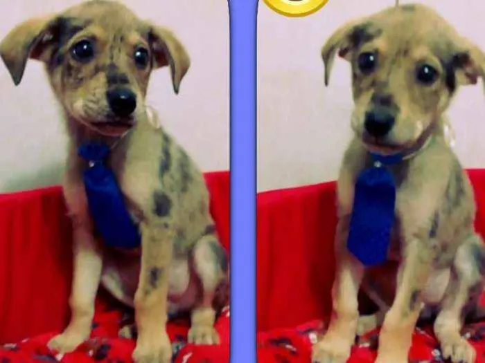 Cachorro ra a SRD idade 2 a 6 meses nome Luke