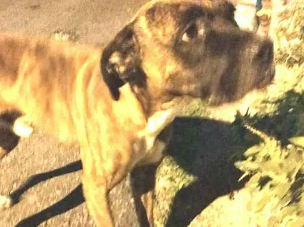 Cachorro ra a Boxer  idade 1 ano nome Sansão 