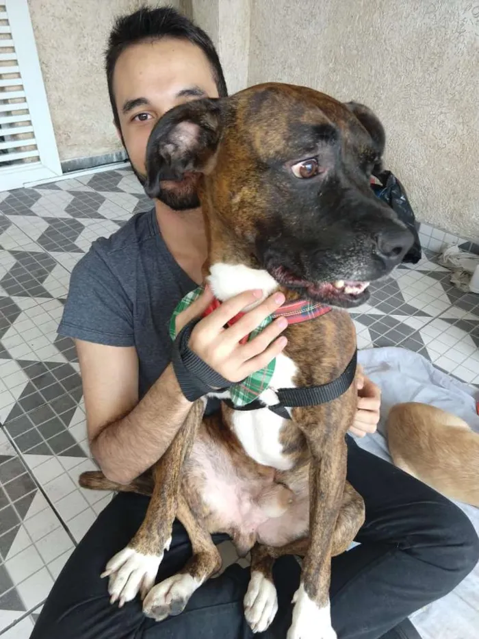 Cachorro ra a Boxer  idade 1 ano nome Sansão 