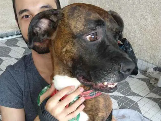 Cachorro ra a Boxer  idade 1 ano nome Sansão 