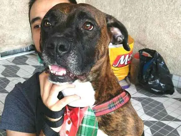 Cachorro ra a Boxer  idade 1 ano nome Sansão 