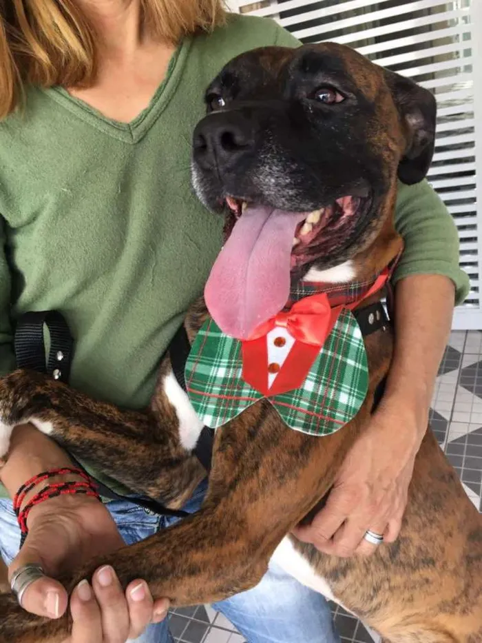 Cachorro ra a Boxer  idade 1 ano nome Sansão 