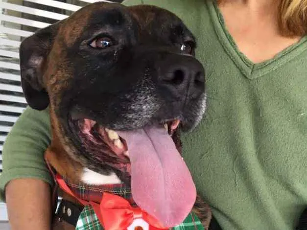 Cachorro ra a Boxer  idade 1 ano nome Sansão 
