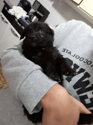 Cachorro raça Vira lata idade Abaixo de 2 meses nome Sem nome